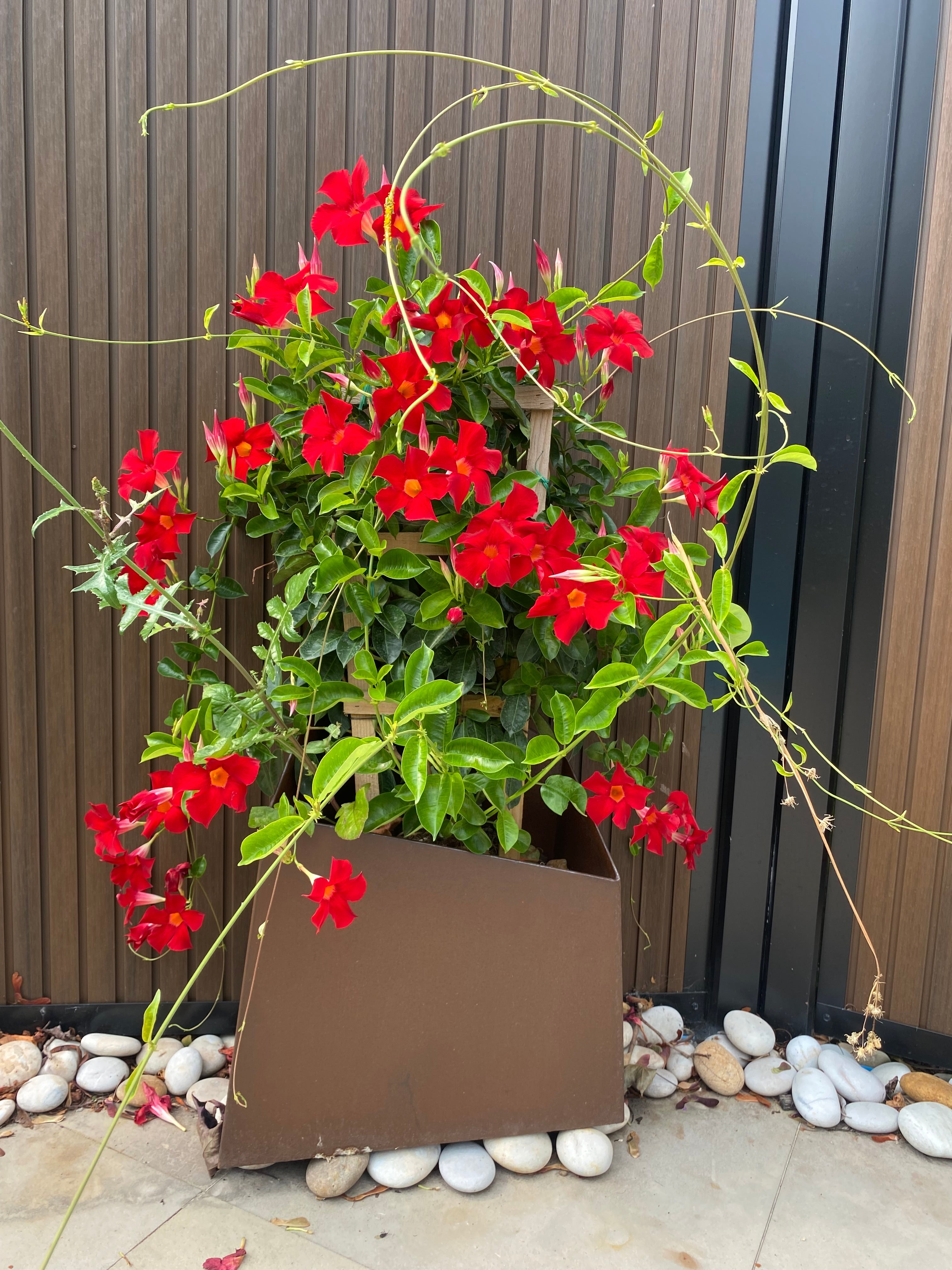 Pot Tres - 50% Vente d'été ! - Atelier Cortena